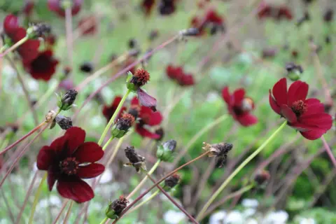 Mörkröda chokladblommor i kruka, med sina sammetslena kronblad och mörka mitt, skapar en mystisk skönhet i trädgården.