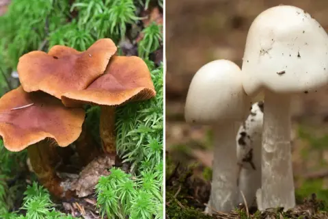Två svampar i skogen, en brun och en vit. Den vita kan vara en giftig svamp i Sverige.