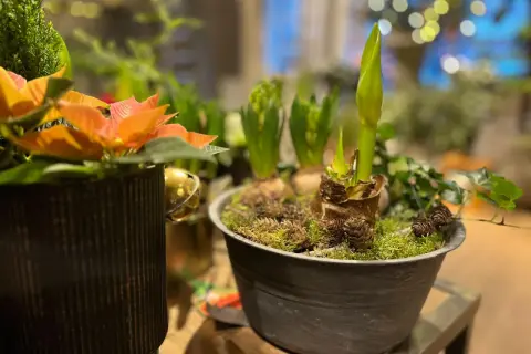 Julblommor i kruka med hyacinter och amaryllis som växer upp ur lökarna, dekorerade med mossa och kottar.