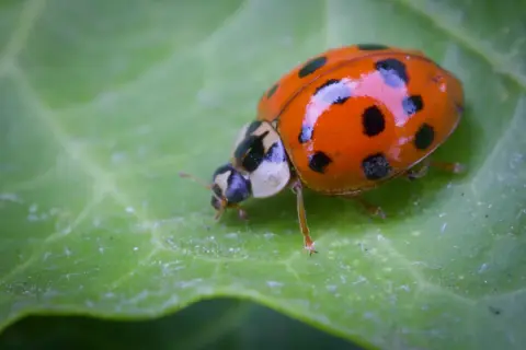 En orangefärgad, invasiv nyckelpiga med svarta prickar kryper på ett grönt blad.
