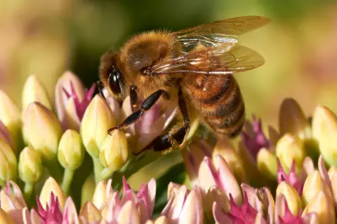 En bi med gadd sitter på en blomma.