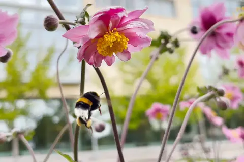 En humla flyger mot en rosa blomma, redo att samla nektar. En vacker scen av mata humlor på våren.