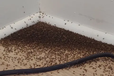 Enorm mängd pyttesmå flugor samlas i ett hörn på golvet, längs en vit golvlist.