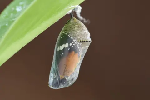 A monarch butterfly chrysalis hangs from a green leaf, showing orange wings and black and white markings.
