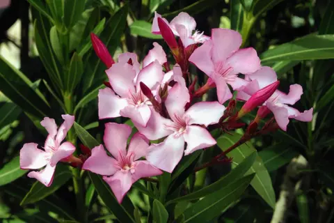 Vackra, men giftiga, rosa oleanderblommor med mörkgröna blad. Var försiktig, oleander är giftig.
