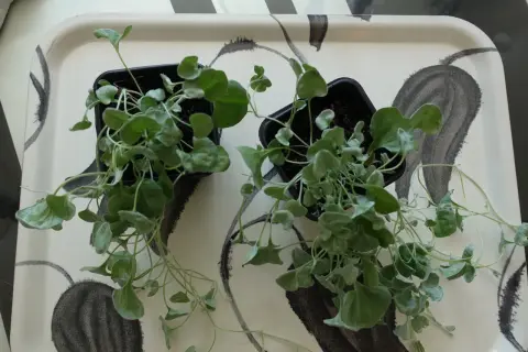 Två små plantor med silverfärgade blad, som en silver falls, står på en bricka med abstrakt mönster.