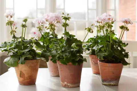 Flera krukor med ljusrosa doftpelargon sorter står på ett vitt bord. Blommorna är i full blom med gröna blad.