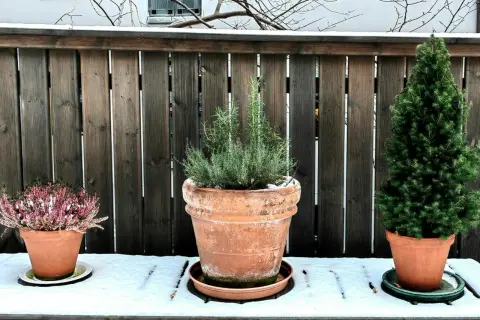 Tre krukor med växter, en rosmarin, en ljung och en liten gran, står på ett snötäckt bord framför ett trästaket. De visar att det går att ha vinterplantering i kruka ute.