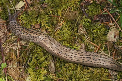 En stor leopard snigel med mörka fläckar slingrar sig över grön mossa och barr.