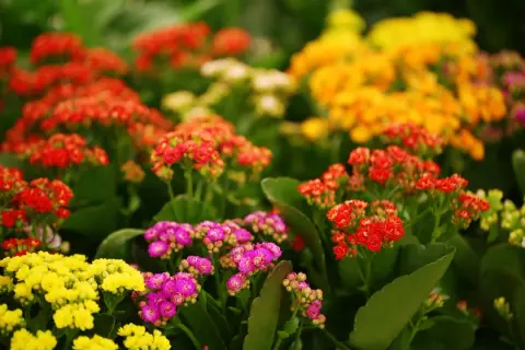En blomstrande äng av kalanchoe blossfeldiana i gult, rosa och rött.