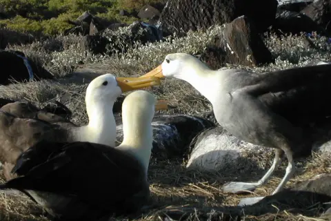 Två albatrosser i Sverige möts med näbbarna. En tredje albatross syns i bakgrunden.