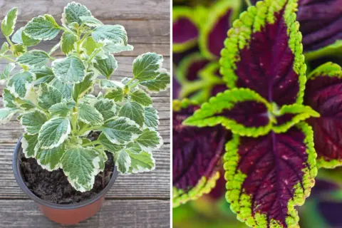 Två sorters palettblad: en i kruka med gröna och vita blad, och en närbild på mörklila blad med limegröna kanter.