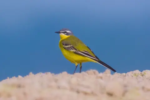 En gul fågel med grå hjässa och svarta vingar står på en sandig yta mot en blå bakgrund.