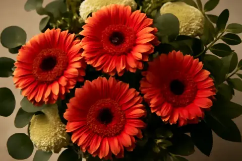 En bukett med lysande orange gerbera blommor, omgiven av gröna blad och fluffiga vita blommor.