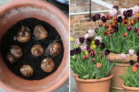 Lökarna ligger redo att planteras i en kruka, för att sedan blomma som en vacker tulpan i kruka.