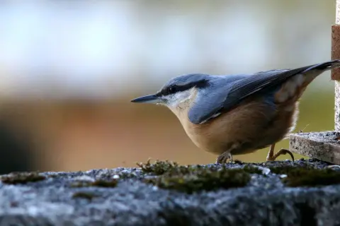 En nötväcka, en av Sveriges mesfåglar, sitter på en mossig sten vid en fågelmatare.