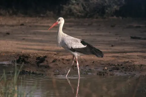 En vit stork med röd näbb står i grunt vatten. En vacker stork i Sverige, redo att fiska.