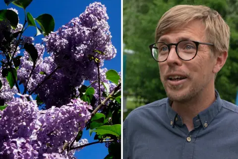 En man med glasögon pratar framför en blå flagga. Till vänster syns en syrenbuske med lila blommor, en vacker men invasiv art.