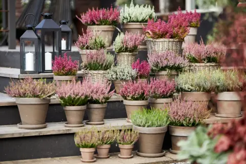 Vackra ljungplantor i krukor i olika nyanser av rosa, lila och vitt. Perfekt för att plantera ljung och skapa höststämning.