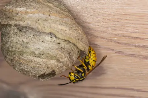En geting bygger på sitt bo. Getingar är viktiga för att pollinera, även om de inte är lika kända som bin.