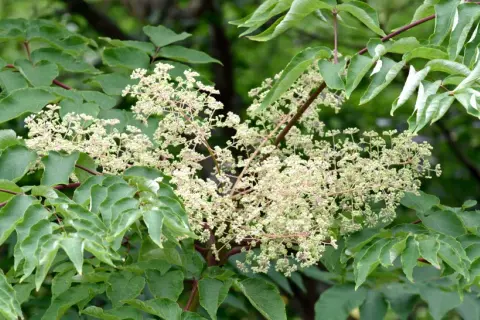 Gröna blad omger en klase av små, ljusa blommor. Aralia blomman visar sin skönhet i sommarsolen.
