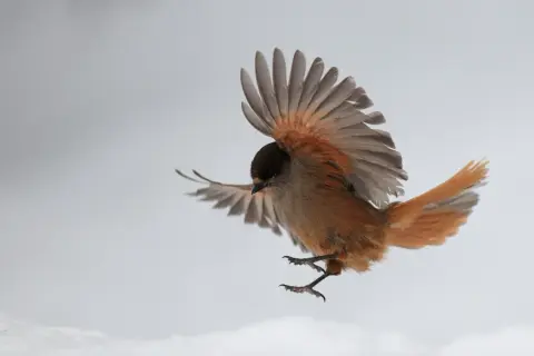 En brunfärgad fågel med orange inslag i vingarna och stjärten, som en tropisk fågel, svävar i luften mot en grå bakgrund.