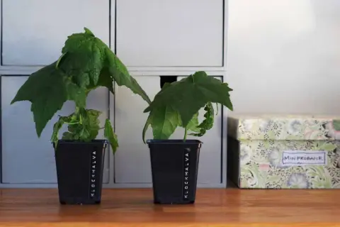 Två klockmalva sticklingar i svarta krukor, märkta "Klockmalva", står på ett träbord bredvid en blommig förvaringslåda.