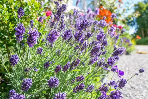 Vacker lavendel blommar frodigt, ett bevis på att det går att odla i sand.