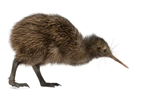 En brun, fluffig kiwi fågel med lång näbb böjer sig framåt.