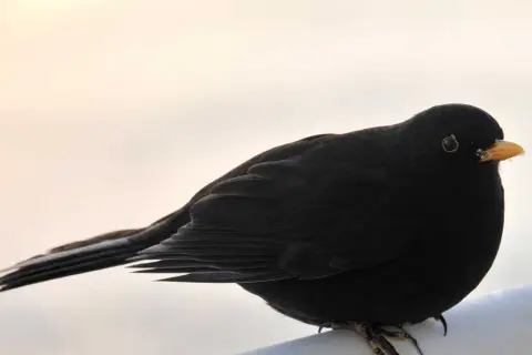 En koltrast, en vacker flyttfågel, sitter på en vit yta med en ljus bakgrund.