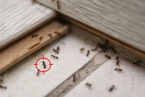 En myrkoloni har bosatt sig i en pallkrage. En myra är markerad med ett rött sikte.