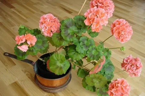 En kruka med vackra, rosa pelargoner som väntar på att klippa.