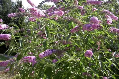 En buske med lila blomklasar, en vacker men invasiv buddleja.