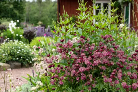 En blomsterträdgård med lila astrantia i förgrunden. Bakom syns ett rött hus och andra blommor, men bin verkar föredra andra sorter.