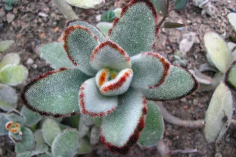 En fluffig kalanchoe utomhus med sammetslena blad och röda kanter.