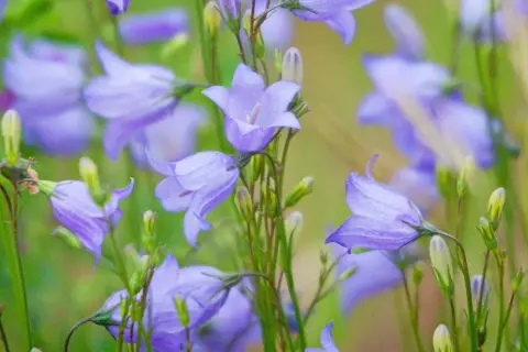 Blåklockor, sveriges nationalblomma, blommar i en grön äng.
