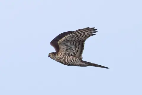 En liten rovfågel med randiga vingar och stjärt flyger mot en ljusblå himmel.