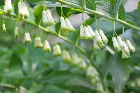 En gren med hängande, vit klocka blomma. Blommorna är små och klockformade med gröna spetsar.