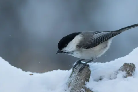 En talltita, en liten fågel med svart hätta, sitter på en snötäckt gren.