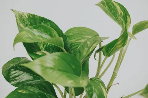 En närbild på en gullranka med sina karaktäristiska gröna blad med inslag av gula fläckar.