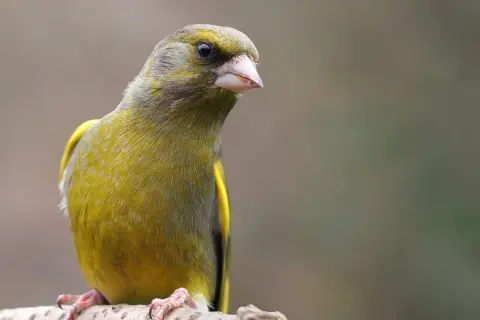 Grönfink, en fågel som liknar steglits, sitter på en gren.