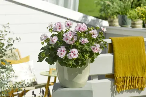 En kruka med årets pelargon Estelle, med sina ljuvliga ljusrosa blommor, står på en altan. En gul pläd hänger på räcket.