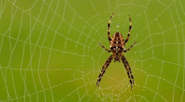 En spindel sitter i sitt nät täckt av daggdroppar. Vackra bilder på spindlar och deras spindelnät.