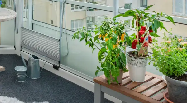 En **humle balkong** med chiliplantor och örter. Vattenkanna och hink står redo för bevattning.