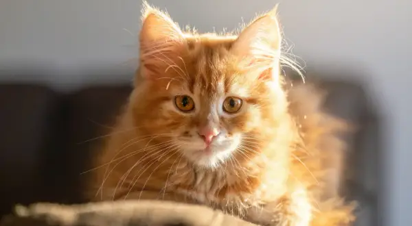 En söt, fluffig **gullranka katt** med stora, gyllene ögon tittar fram i solljuset.
