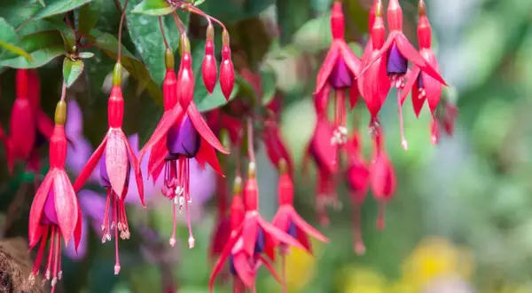 Hängande fuchsia utomhus med sina karaktäristiska röda kronblad och lila inre. En sommaräng i full blom.