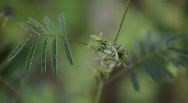 En blomma som blygs, med sina små, gröna frökapslar som kurar ihop sig. Bladen liknar fjädrar som vilar.