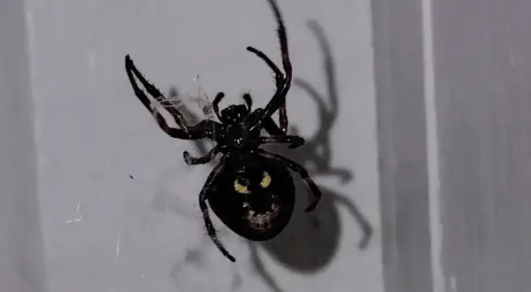 Stor svart spindel med gula markeringar på buken, som ser ut som ett ansikte. Den sitter i sitt nät inomhus.