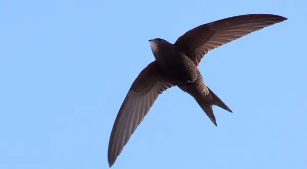 A swift in flight against a clear blue sky.