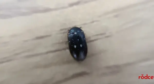 En liten svart larv med vita prickar kryper på en träyta.